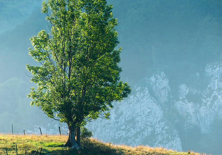 image of a tree with mountains in the background